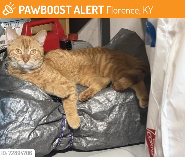 Found/Stray Unknown Cat last seen Route 18 and Ewing, Florence, KY 41042