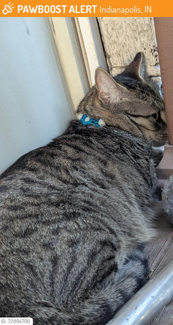Found/Stray Unknown Cat last seen Near N Capital , Indianapolis, IN 46208