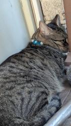 Found/Stray Unknown Cat last seen Near N Capital , Indianapolis, IN 46208