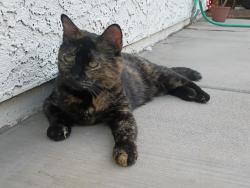 Lost Female Cat last seen E 22nd Street and S Park Ave, Tucson, AZ 85713
