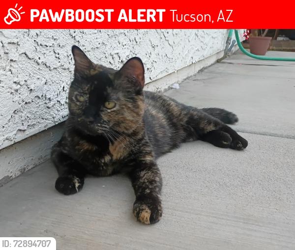 Lost Female Cat last seen E 22nd Street and S Park Ave, Tucson, AZ 85713