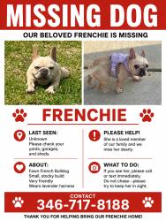 Lost Female Dog last seen Parker, Houston, TX 77016