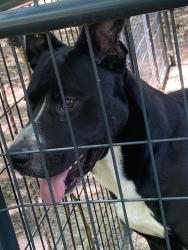 Found/Stray Male Dog last seen Southlake parkway & Battlecreek, Morrow, GA 30260