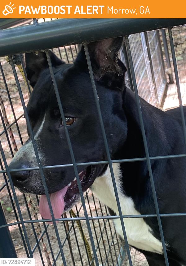 Found/Stray Male Dog last seen Southlake parkway & Battlecreek, Morrow, GA 30260