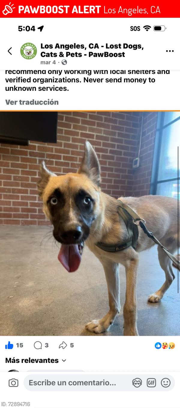 Lost Male Dog last seen Me lo robaron , Los Angeles, CA 90003