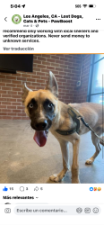 Lost Male Dog last seen Me lo robaron , Los Angeles, CA 90003