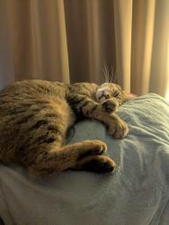 Reunited Male Cat last seen SW 45th Terrace off Skyline. Area South of Cape Coral Church of Alluance, Cape Coral, FL 33914