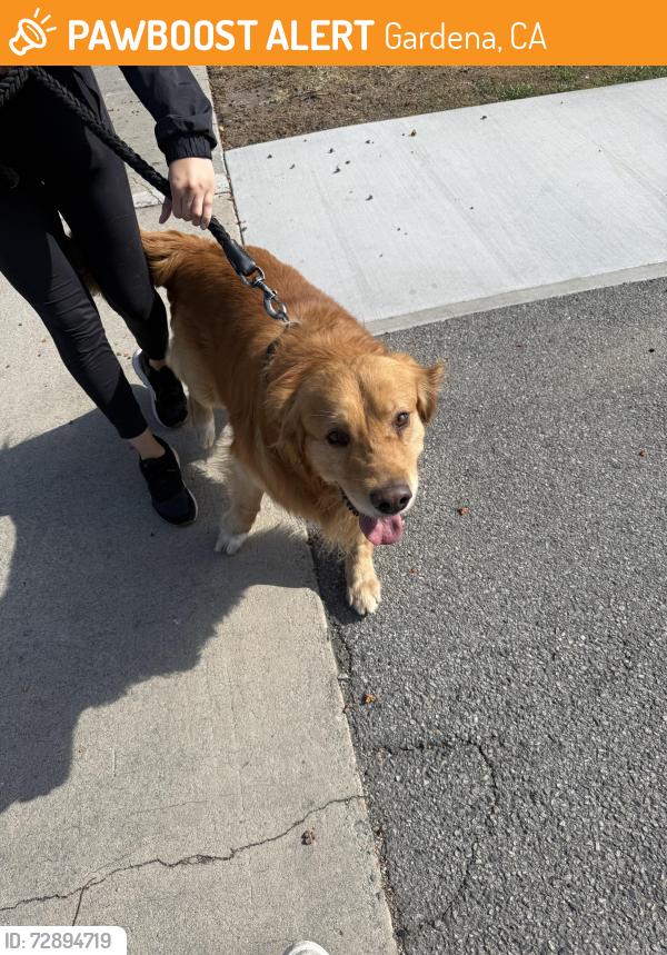 Found/Stray Male Dog last seen Near W Redondo Beach Blvd, Gardena, CA 90247, Gardena, CA 90247