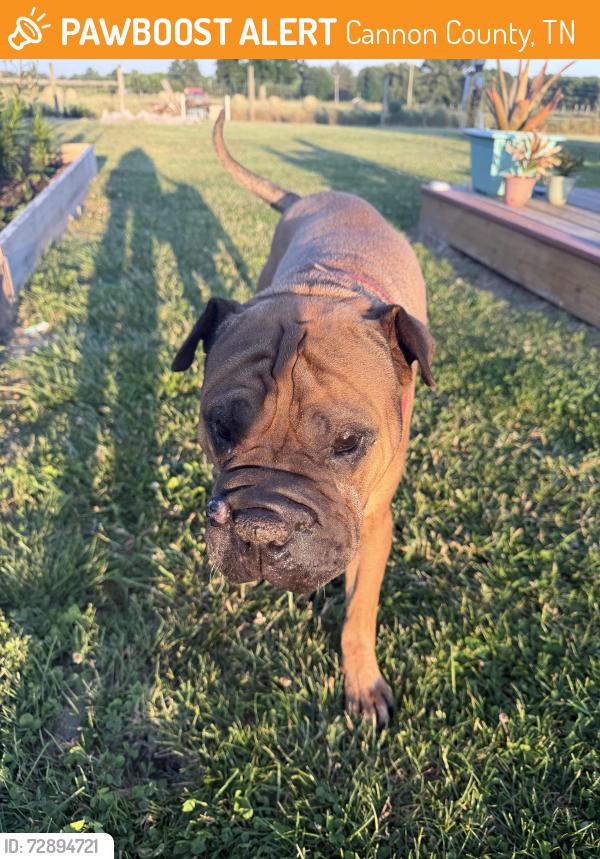 Found/Stray Male Dog last seen Hey 53, Cannon County, TN 37026