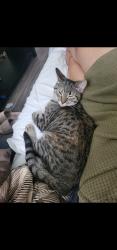 Lost Female Cat last seen Home, Winnipeg, MB R2X 0Z6