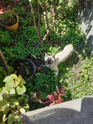 Lost Male Cat last seen Domicilio , Emiliano Zapata, Méx. 56490