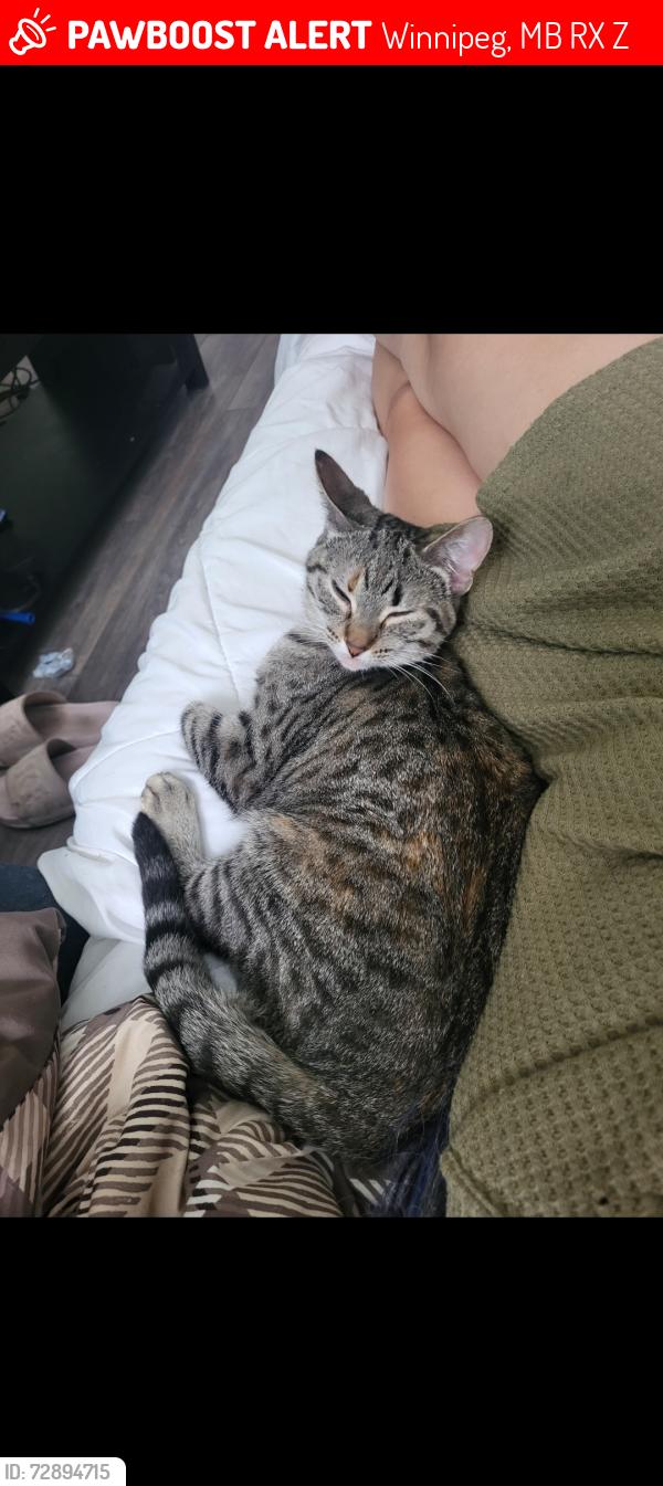Lost Female Cat last seen Home, Winnipeg, MB R2X 0Z6