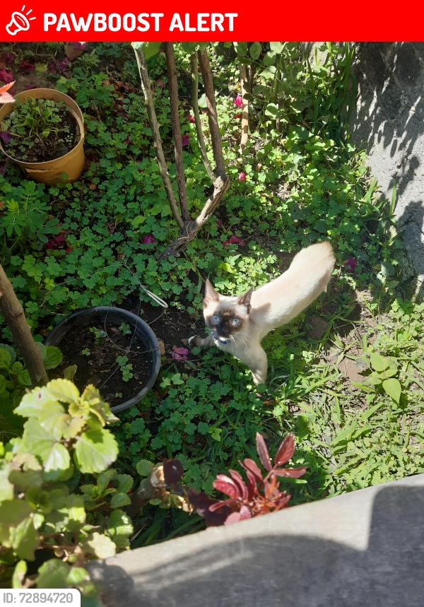 Lost Male Cat last seen Domicilio , Emiliano Zapata, Méx. 56490