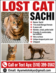 Lost Female Cat last seen ests dr & pinehurst rd , Canyon, CA 94516
