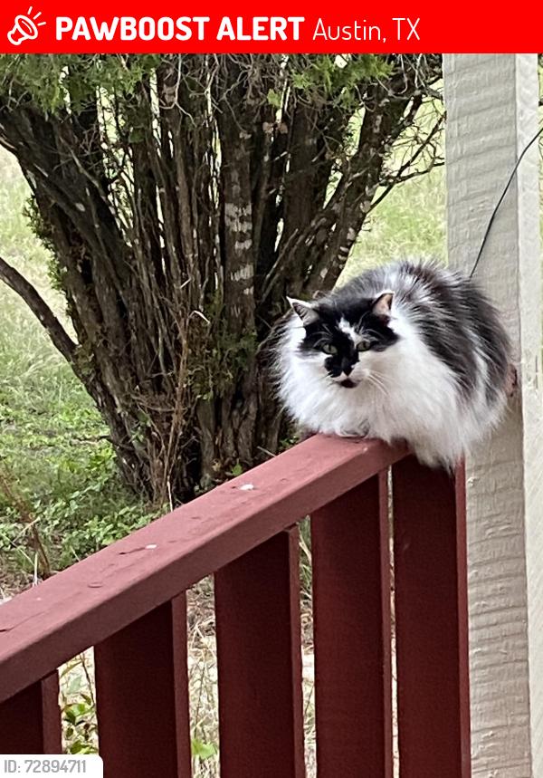 Lost Male Cat last seen Big Country subdivision Trail Driver -Paisano -Wells Fargo area, Austin, TX 78737