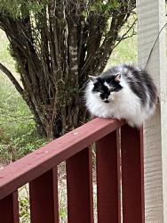 Lost Male Cat last seen Big Country subdivision Trail Driver -Paisano -Wells Fargo area, Austin, TX 78737