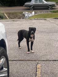 Found/Stray Male Dog last seen Northaven , Memphis, TN 38127