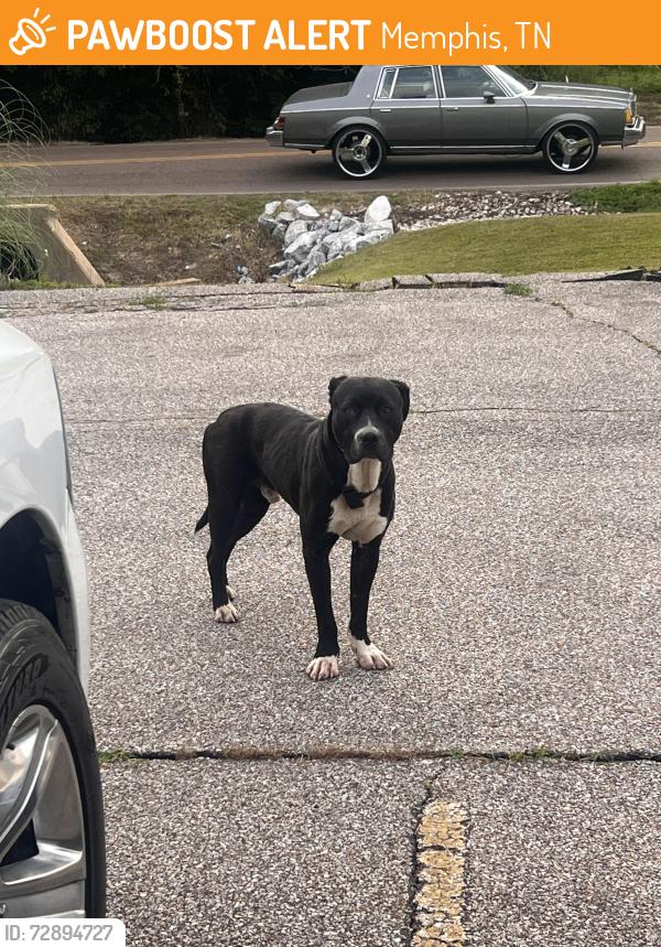 Found/Stray Male Dog last seen Northaven , Memphis, TN 38127