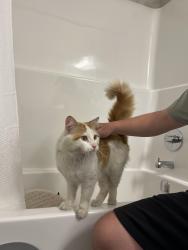 Found/Stray Male Cat last seen Rivers Edge, Edmonton, AB T6M