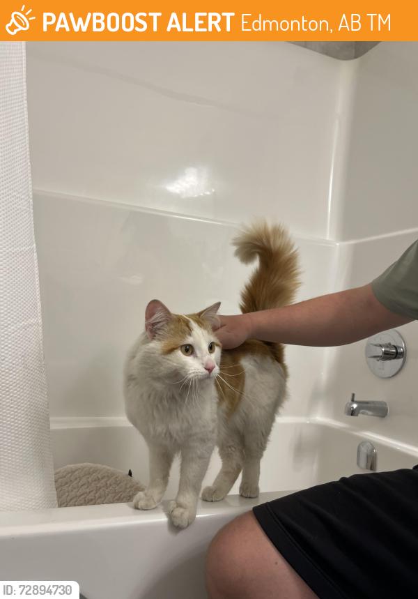 Found/Stray Male Cat last seen Rivers Edge, Edmonton, AB T6M