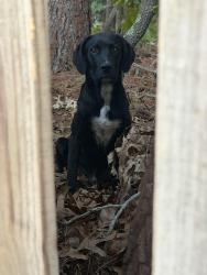 Found/Stray Male Dog last seen Butch Suggs and Gray Goose Loop, Fayetteville, NC 28306