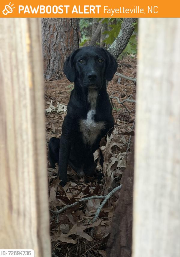 Found/Stray Male Dog last seen Butch Suggs and Gray Goose Loop, Fayetteville, NC 28306