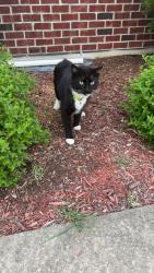 Found/Stray Unknown Cat last seen Eldorado Dr. and Mia Dr., Crest Hill, IL 60403, Crest Hill, IL 60403