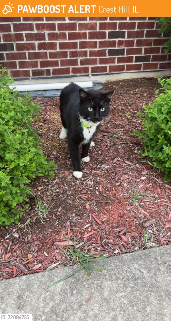 Found/Stray Unknown Cat last seen Eldorado Dr. and Mia Dr., Crest Hill, IL 60403, Crest Hill, IL 60403