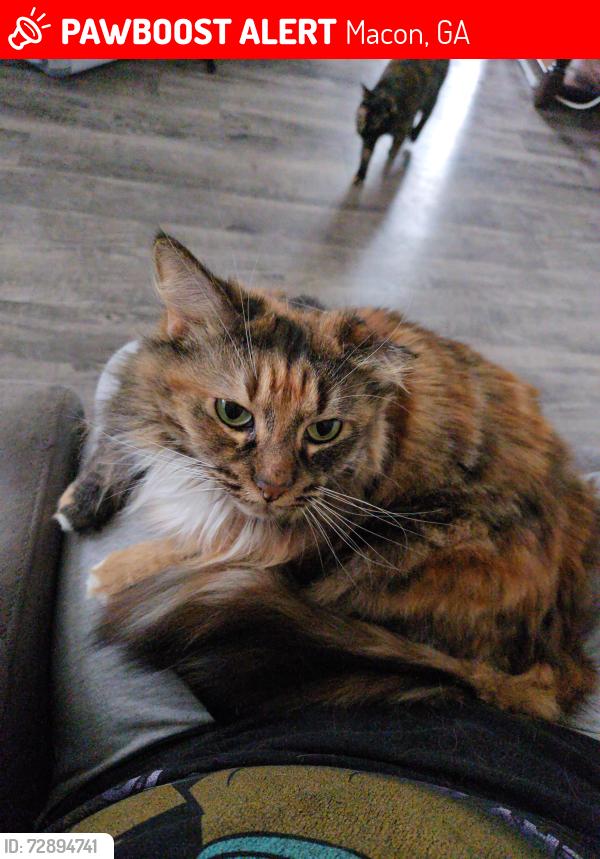 Lost Female Cat last seen Vineville, Macon, GA 31210