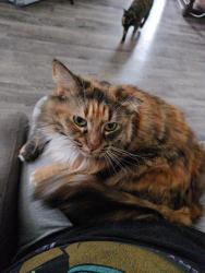 Lost Female Cat last seen Vineville, Macon, GA 31210