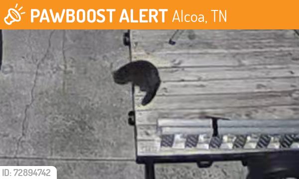 Found/Stray Unknown Cat last seen Goddard and Dogwood, Alcoa, TN 37701