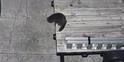 Found/Stray Unknown Cat last seen Goddard and Dogwood, Alcoa, TN 37701