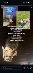 Lost Female Dog last seen Mesquite hill drive, Arlington, TX 76002