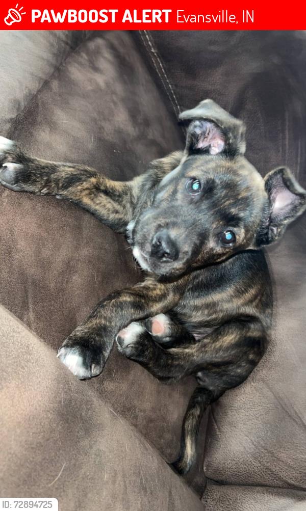 Lost Female Dog last seen gum street Evansville indiana , Evansville, IN 47713