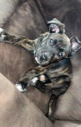 Lost Female Dog last seen gum street Evansville indiana , Evansville, IN 47713