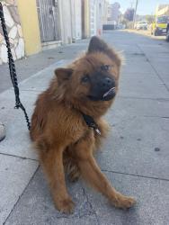 Found/Stray Unknown Dog last seen Keith st , San Francisco, CA 94124