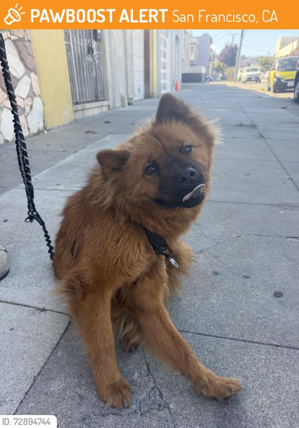Found/Stray Unknown Dog last seen Keith st , San Francisco, CA 94124