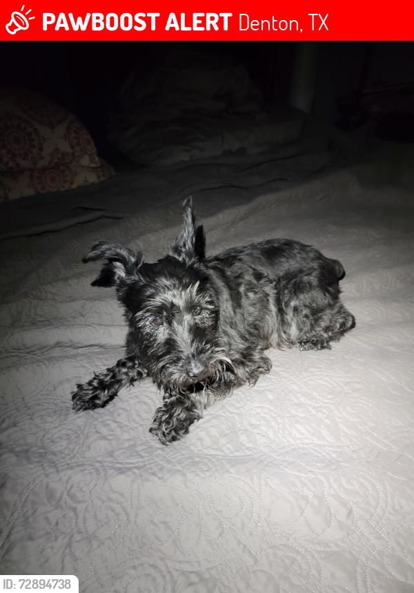 Lost Male Dog last seen Royal Acres Drive, Denton, Tx, Usa, Denton, TX 76207