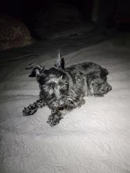 Lost Male Dog last seen Royal Acres Drive, Denton, Tx, Usa, Denton, TX 76207