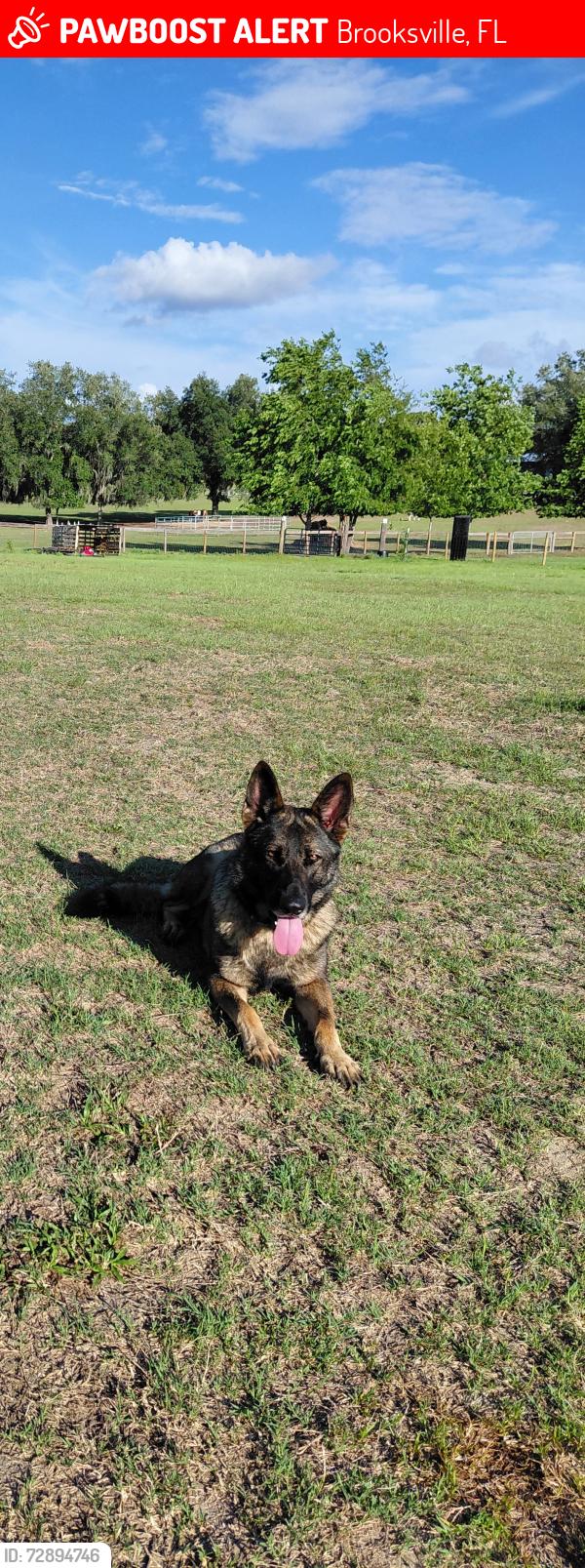 Lost Female Dog last seen White Rd and Old Trilby, Brooksville, FL 34602