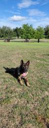 Lost Female Dog last seen White Rd and Old Trilby , Brooksville, FL 34602