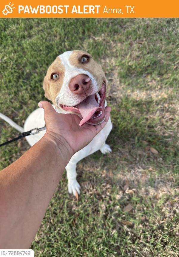 Found/Stray Female Dog last seen Camden park anna tx, Anna, TX 75409
