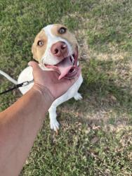 Found/Stray Female Dog last seen Camden park anna tx, Anna, TX 75409