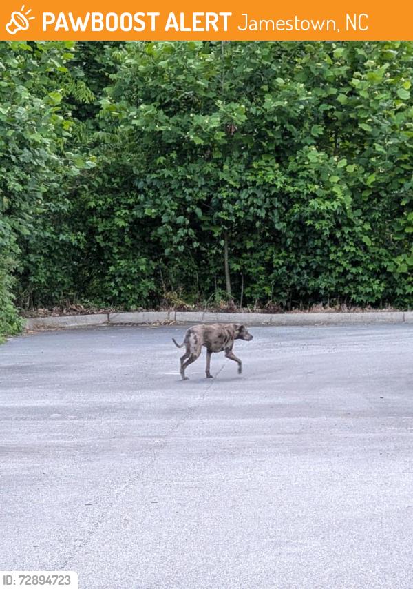 Found/Stray Unknown Dog last seen Joy Dr, Jamestown, NC 27282