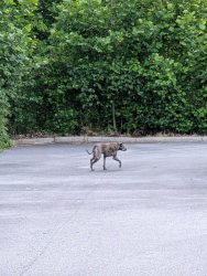 Found/Stray Unknown Dog last seen Joy Dr, Jamestown, NC 27282