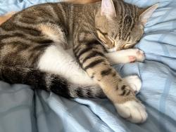 Lost Male Cat last seen North division st, Bonne Terre, MO 63628