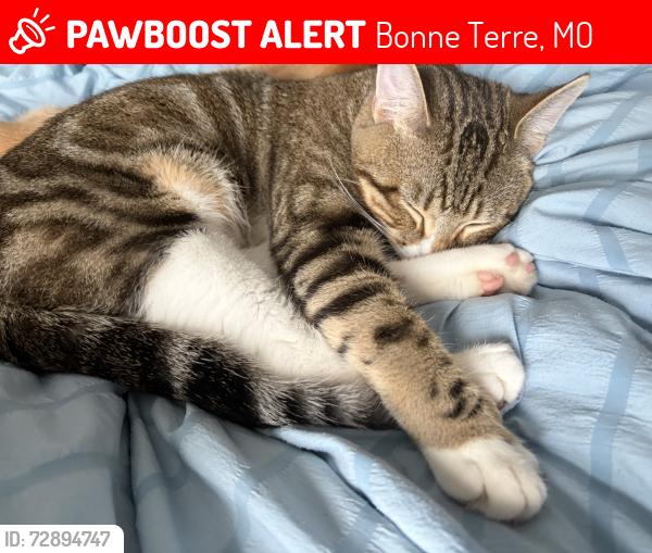 Lost Male Cat last seen North division st, Bonne Terre, MO 63628