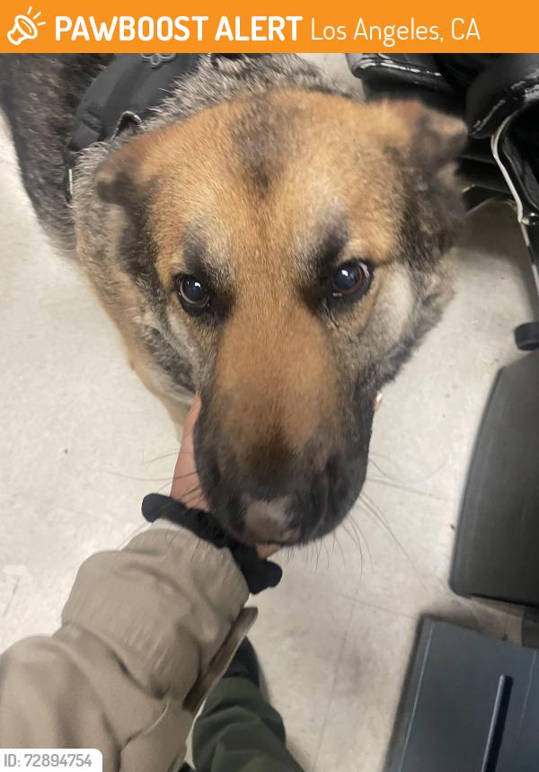Found/Stray Male Dog last seen Willowbrook Av / 117th st, Los Angeles, CA 90059