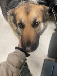 Found/Stray Male Dog last seen Willowbrook Av / 117th st, Los Angeles, CA 90059