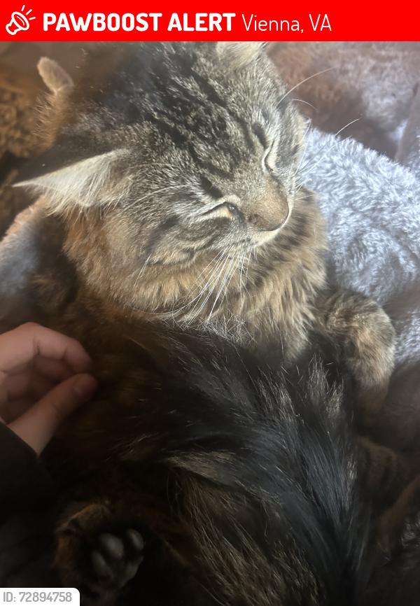 Lost Male Cat last seen Cedar lane, Vienna, VA 22180